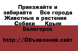 Приезжайте и забирайте. - Все города Животные и растения » Собаки   . Крым,Белогорск